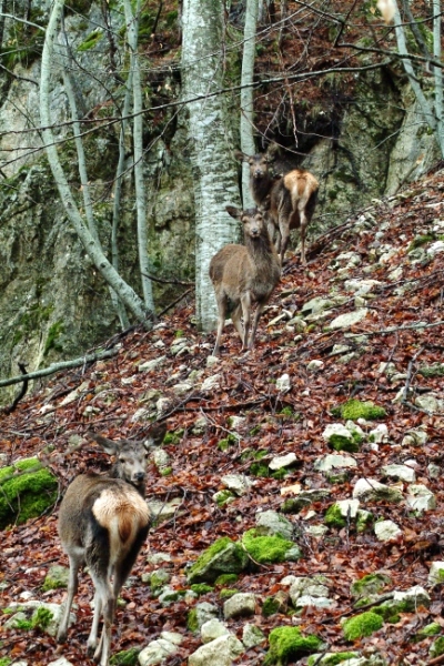 Ancora cervi